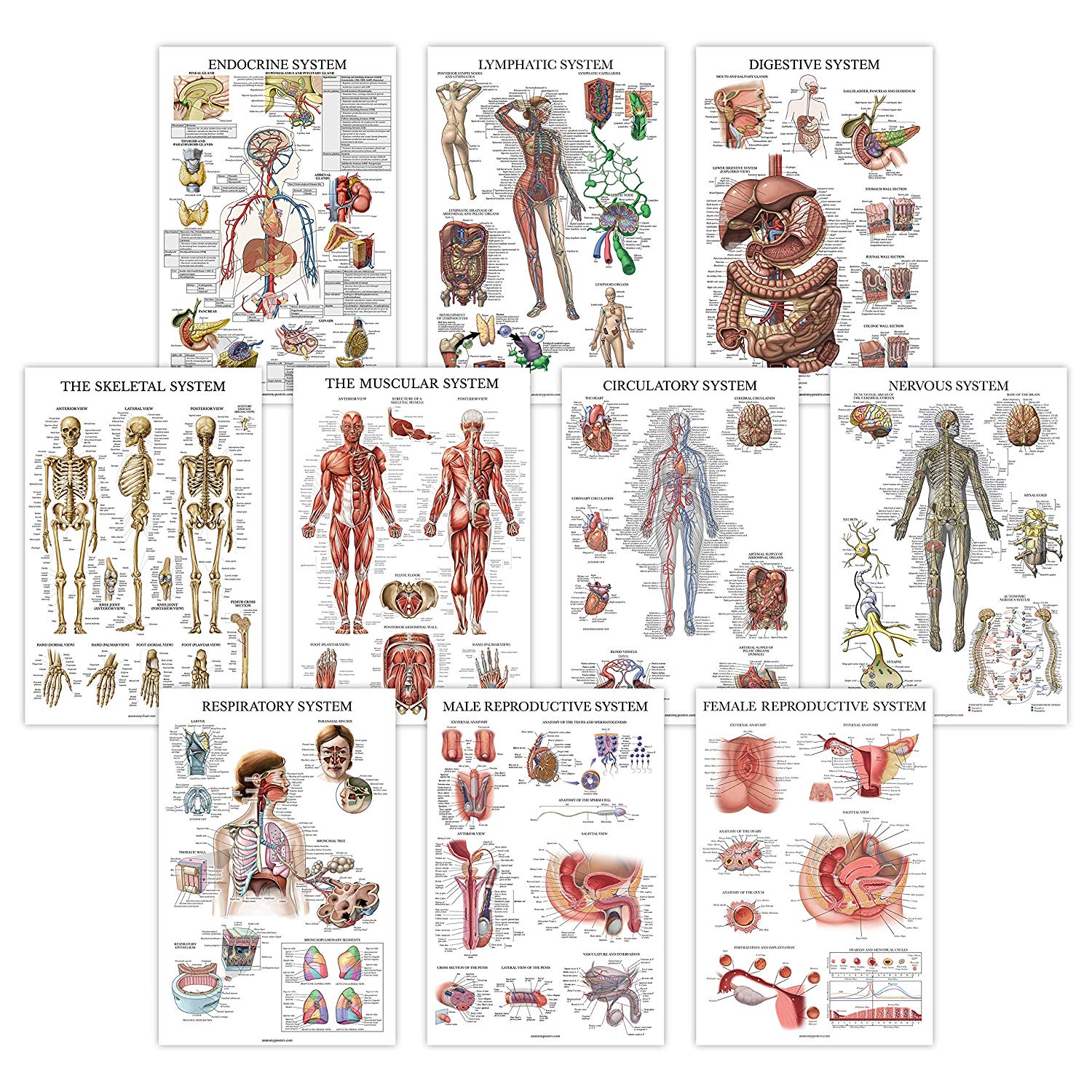 10 Pack Anatomical Poster Set Anatomy Posters