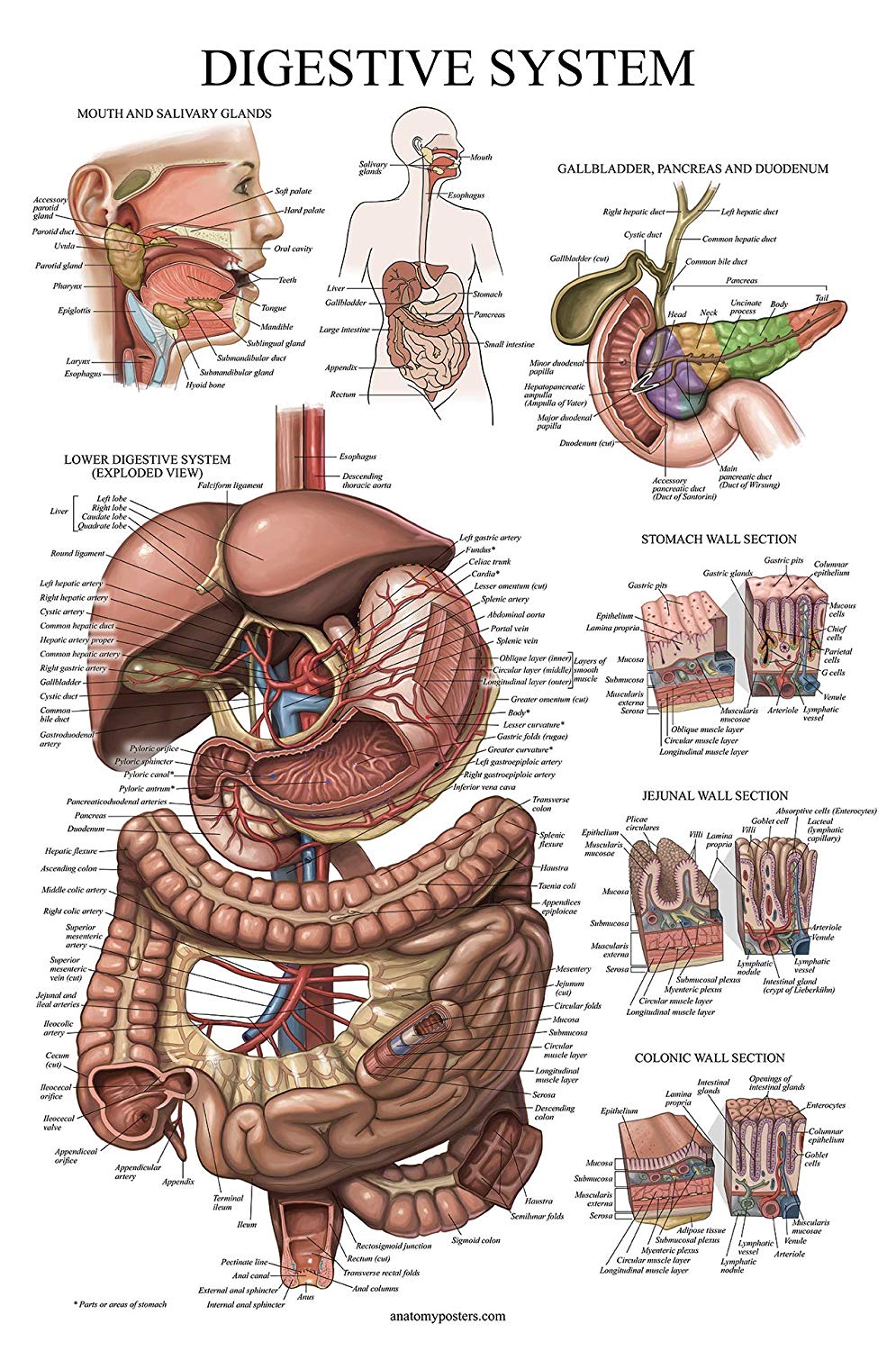 Digestive System – Anatomy Posters