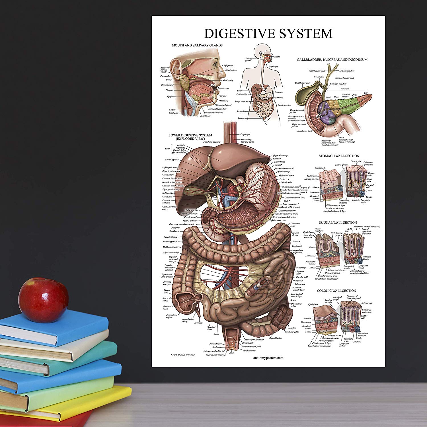 Digestive System & Respiratory System Anatomy Posters – Anatomy Posters