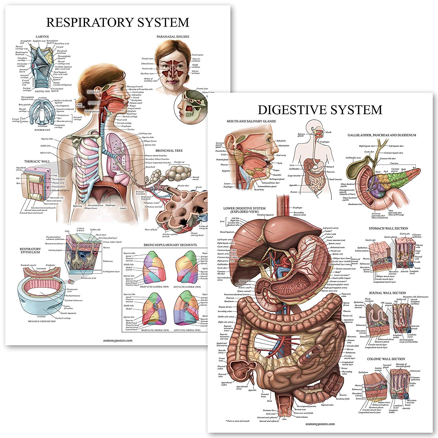 Digestive System & Respiratory System Anatomy Posters