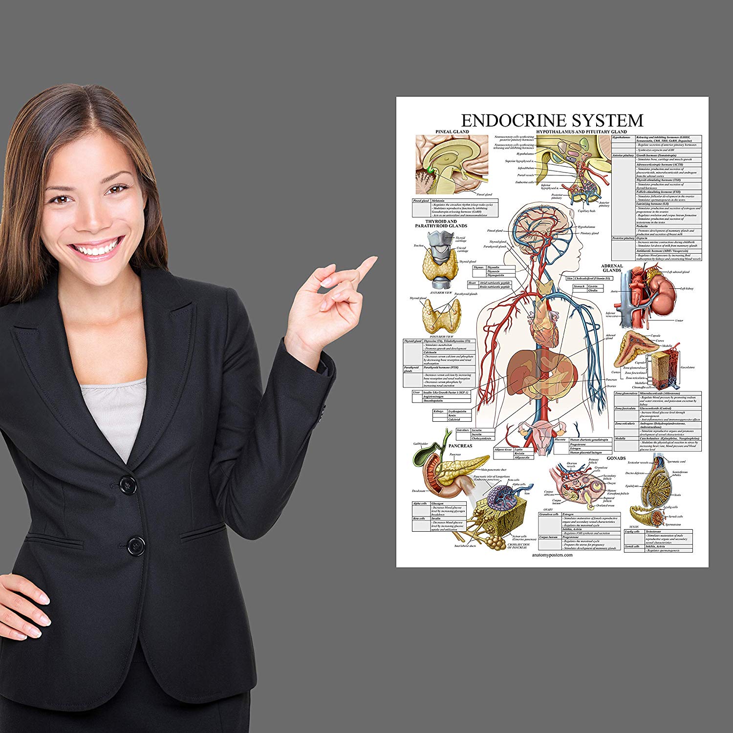 Endocrine System Anatomical Chart