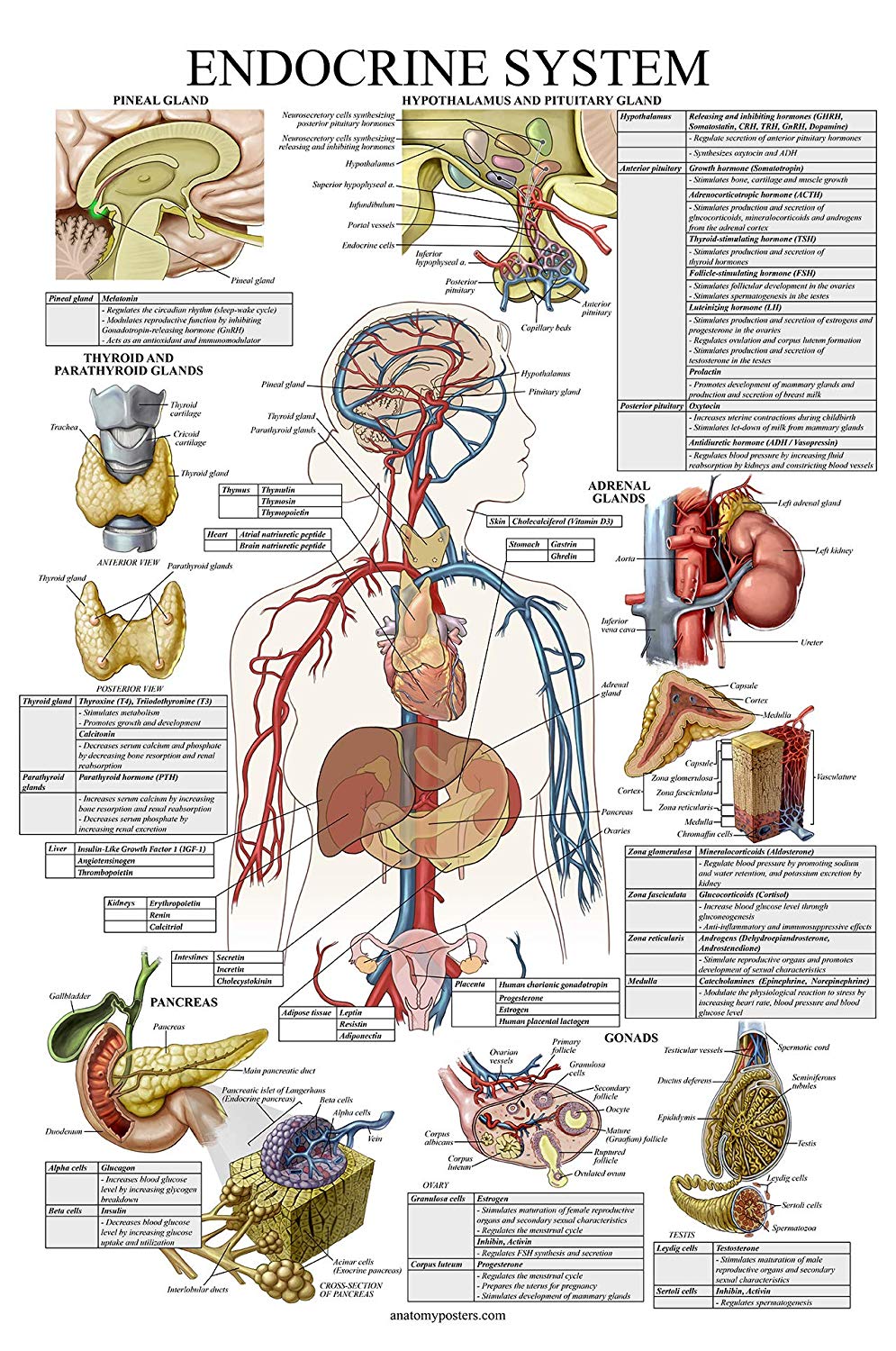 Endocrine System Anatomical Chart – Anatomy Posters