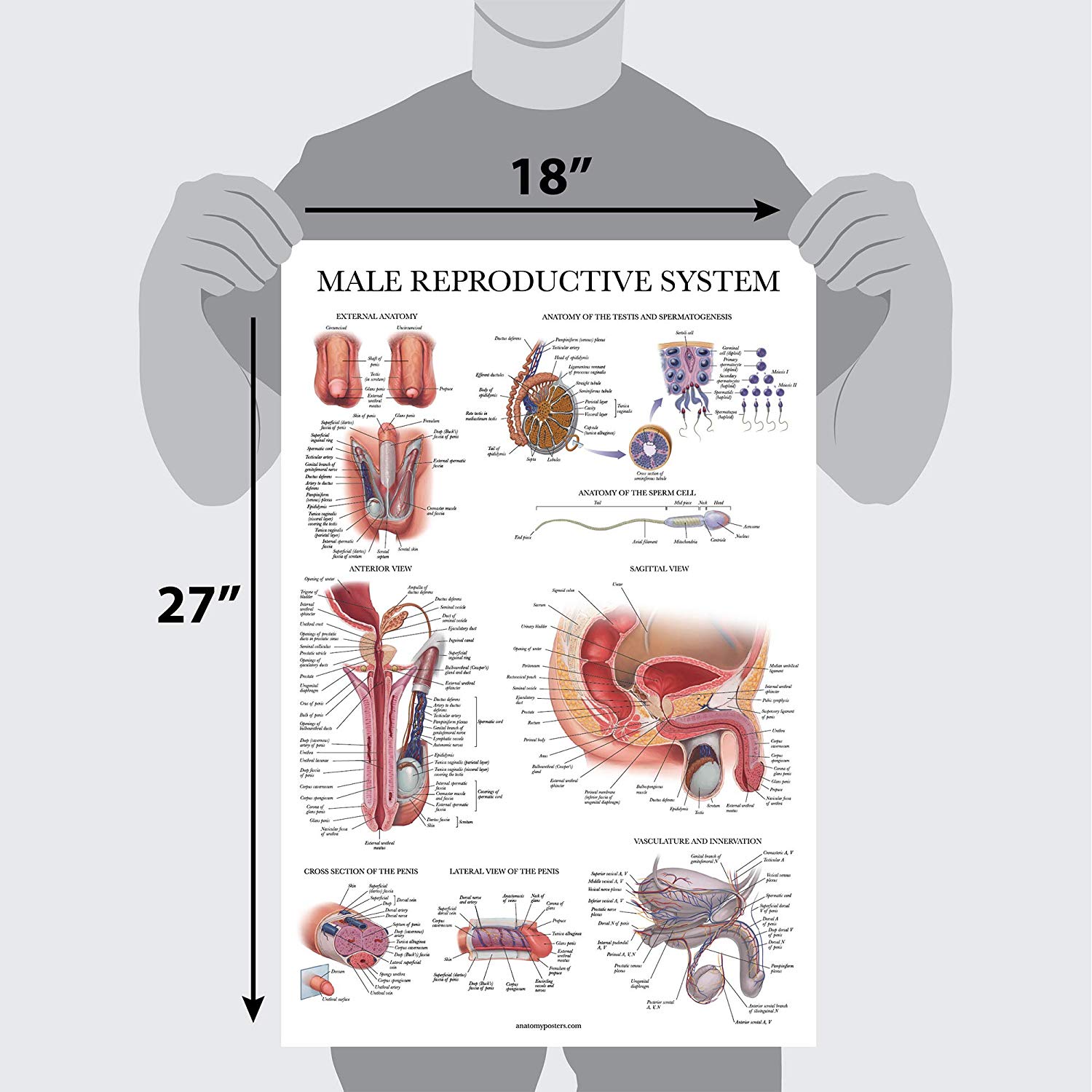 Male & Female Reproductive System Anatomical Charts – Anatomy Posters