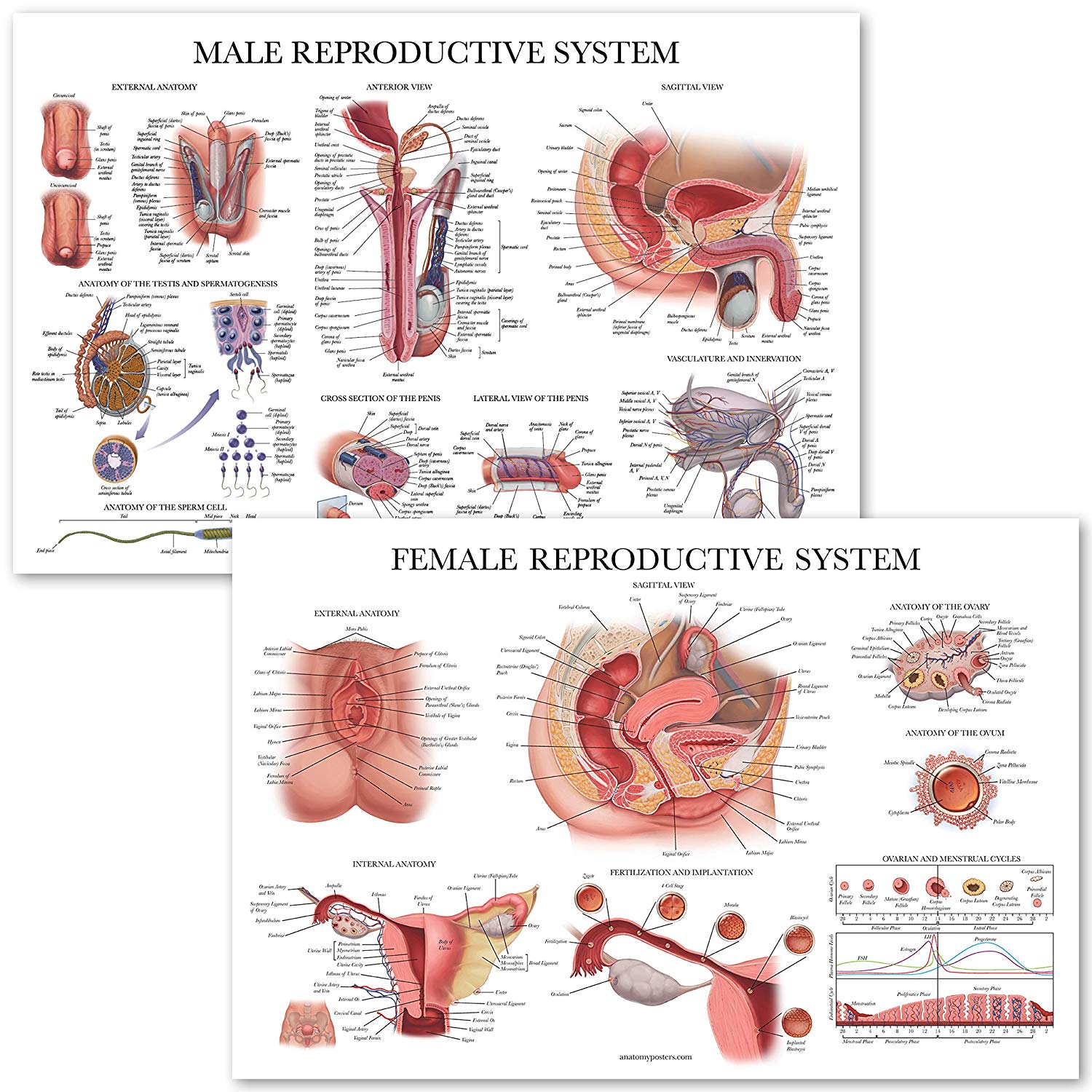 Male & Female Reproductive System Anatomical Charts ...