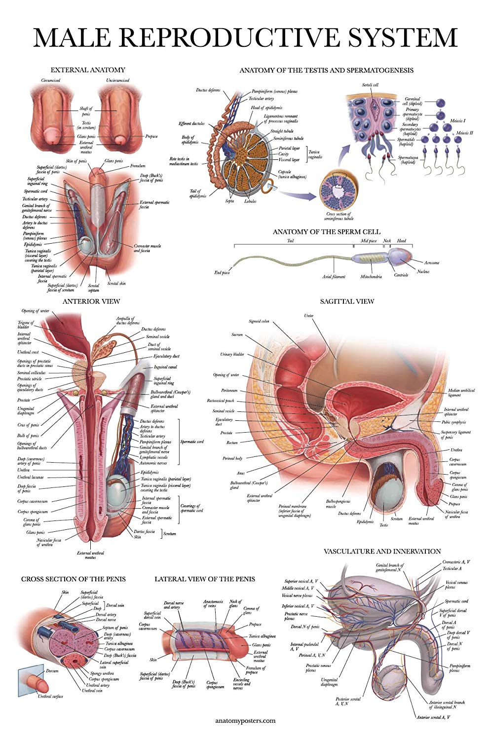 Male Reproductive System Anatomy Posters