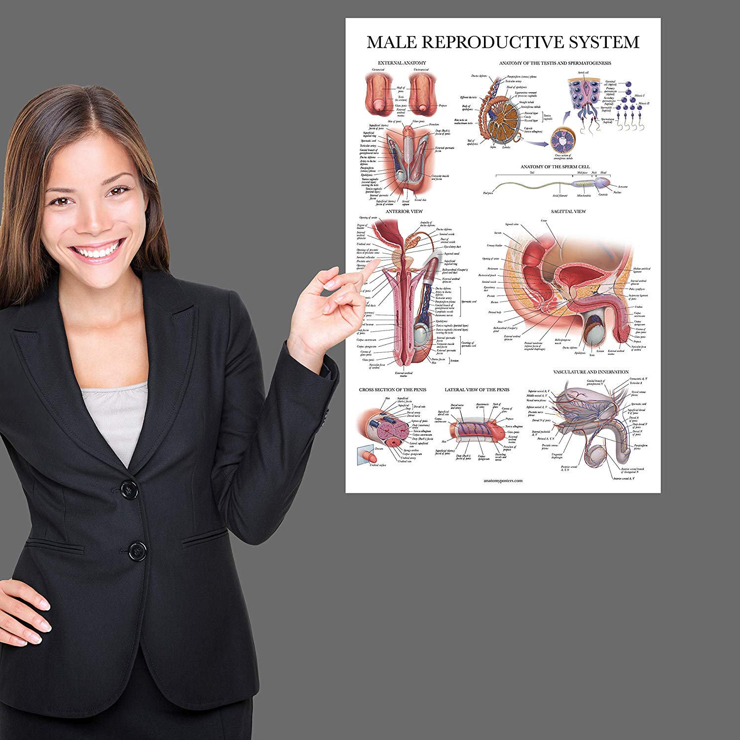 Male Reproductive System Anatomy Posters