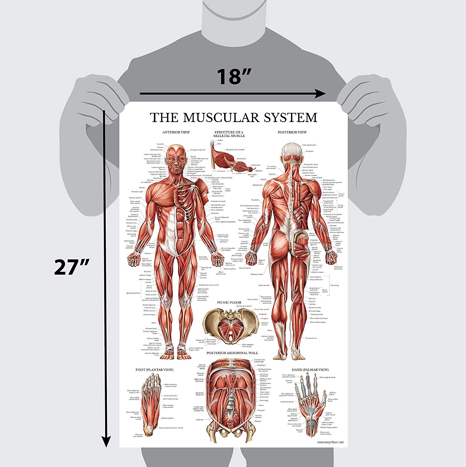 thumbnail image 2 of Spinal Nerves Anatomical Poster LAMINATED Spine & Cranial Nervous System 18x27 | #4594954162 2 of 10