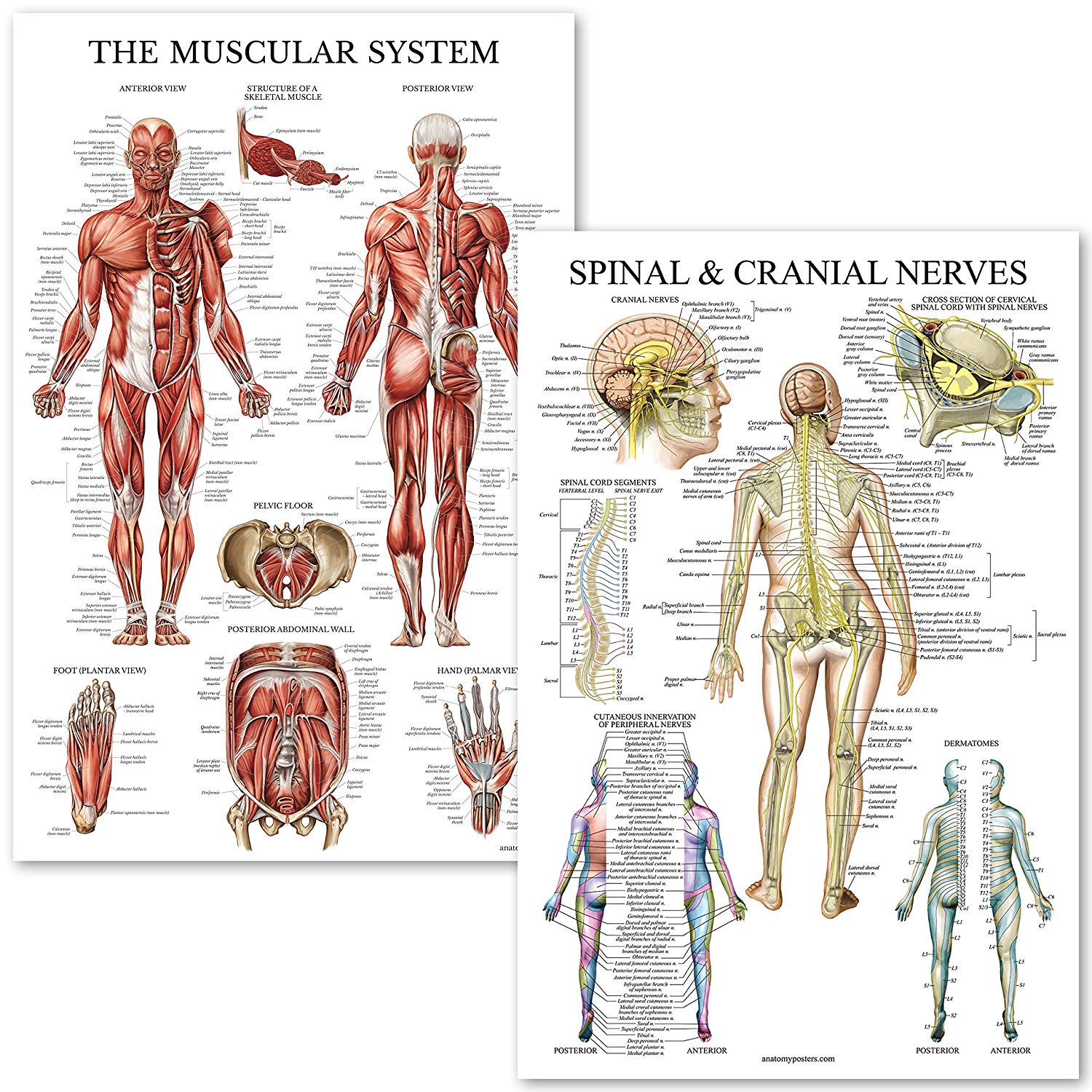 10 Pack - Muscular System & Spinal Nerves Anatomical Poster Set
