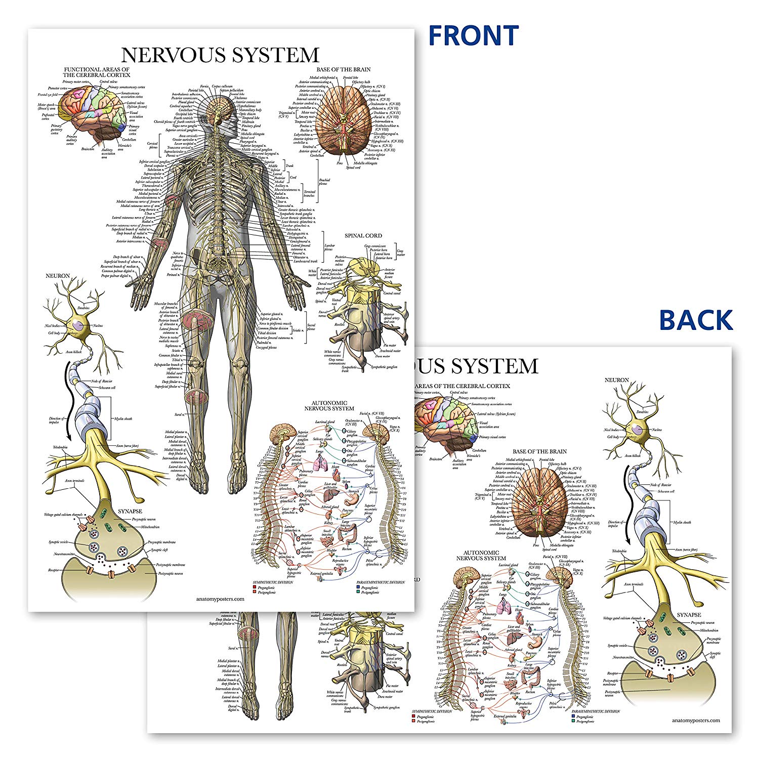 Nervous System – Anatomy Posters