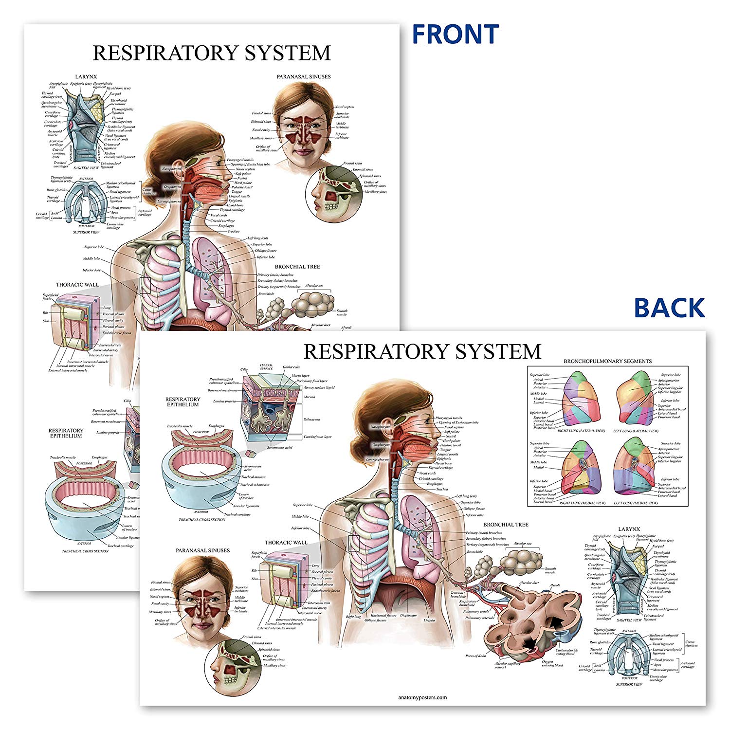 Respiratory System – Anatomy Posters