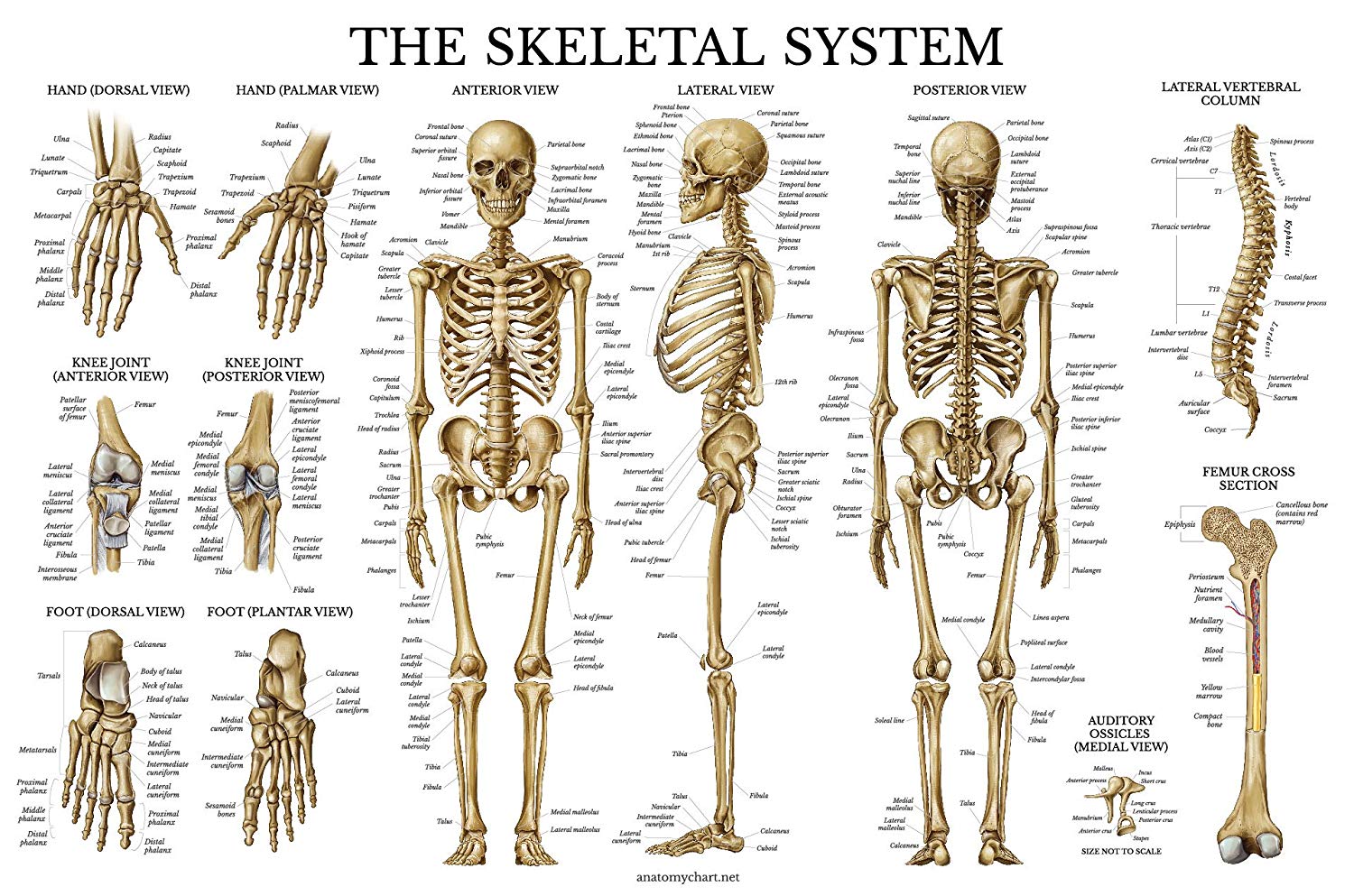 Skeletal System & Ligaments of The Joints Anatomical Poster Set