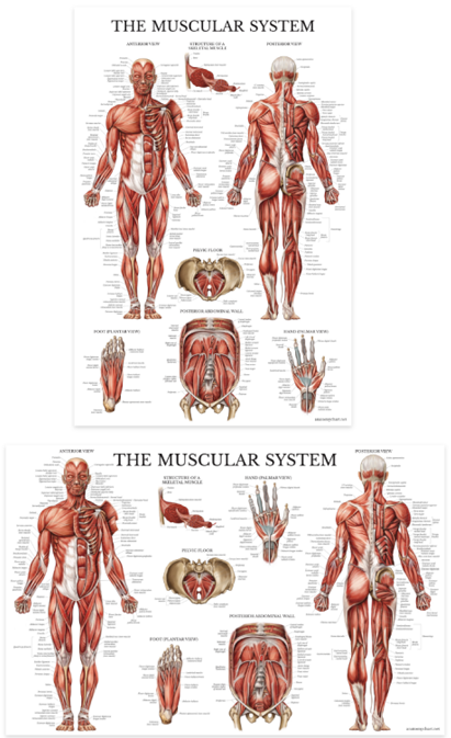 Anatomy Posters Muscle Charts