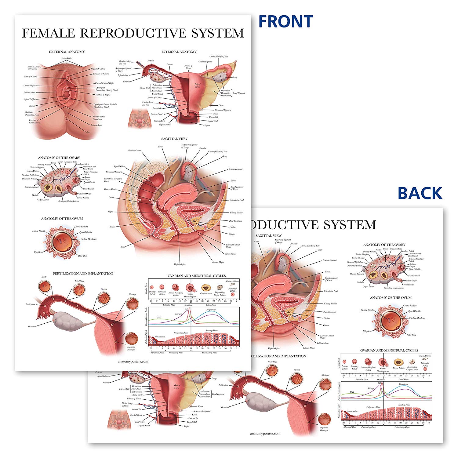 Female Reproductive System Anatomy Posters 