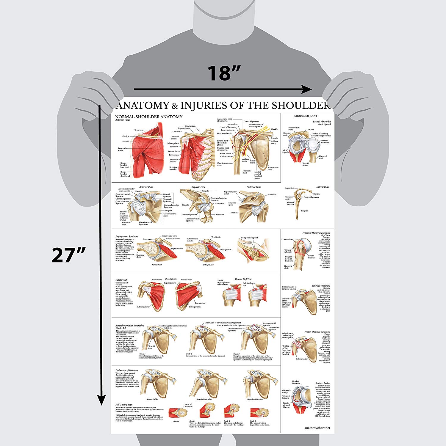 Aazon.co: 2 PACK Nervous And Spinal Nerves Anatoy Poster Set, LAINATED, Anatoy And
